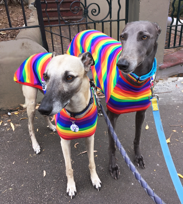 greyhounds