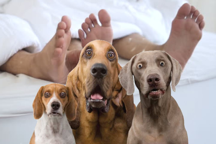 Pets And Other Wildlife