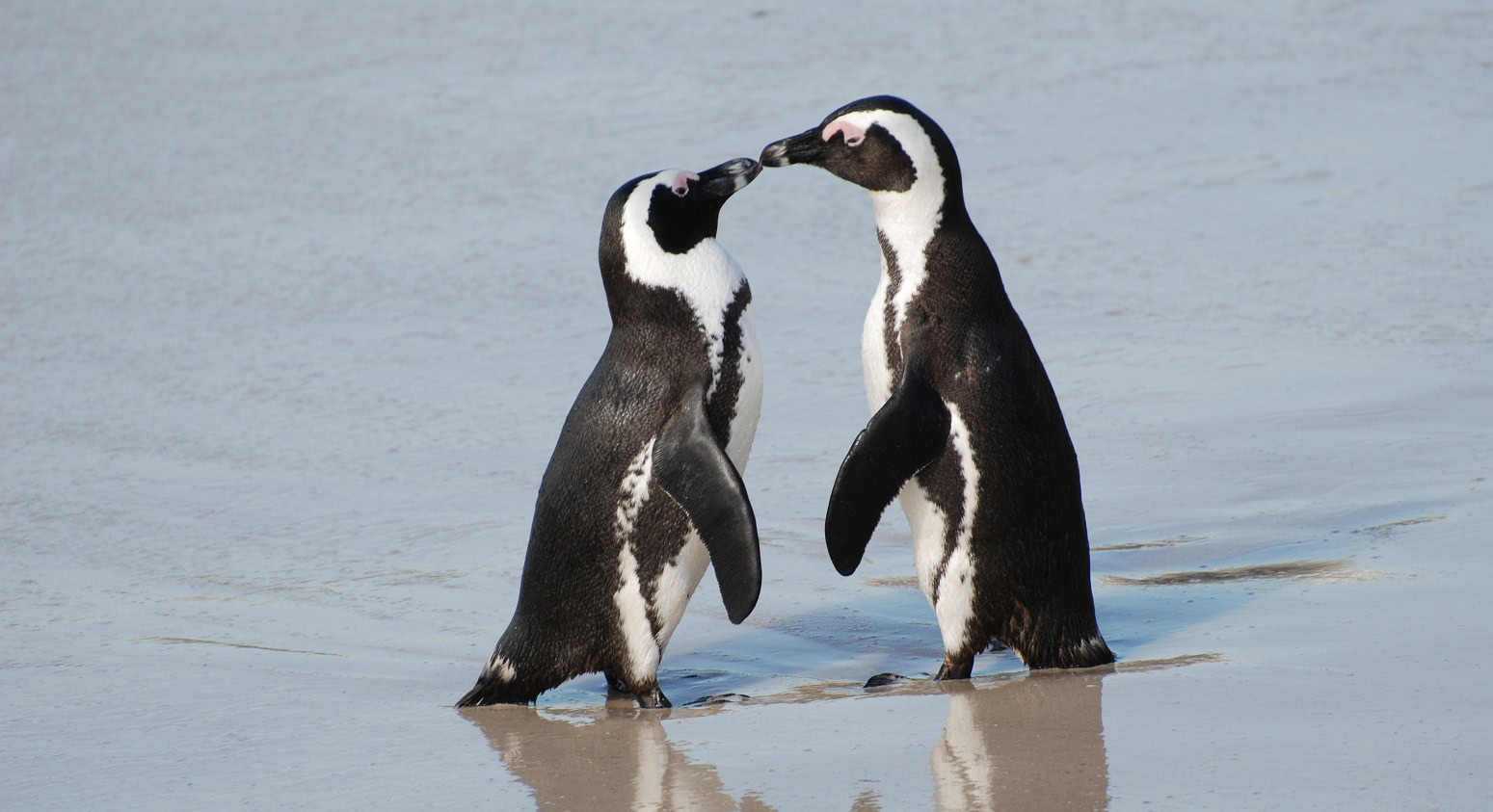 Gay penguins steal eggs from straight penguins at the zoo