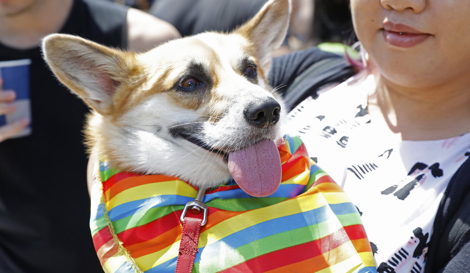 Albury-Wodonga to celebrate regional pride and speak out against homophobia