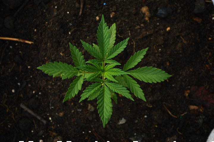 Victoria establishes inquiry into cannabis use