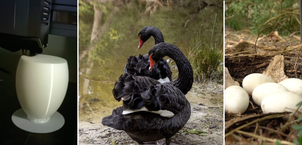 Melbourne Zoo’s Gay Swan Couple Take On Parenthood